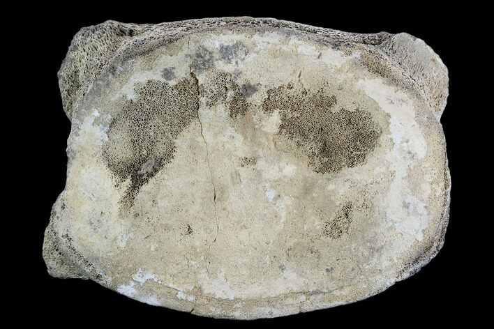 Fossil Whale Vertebra - Yorktown Formation #129994